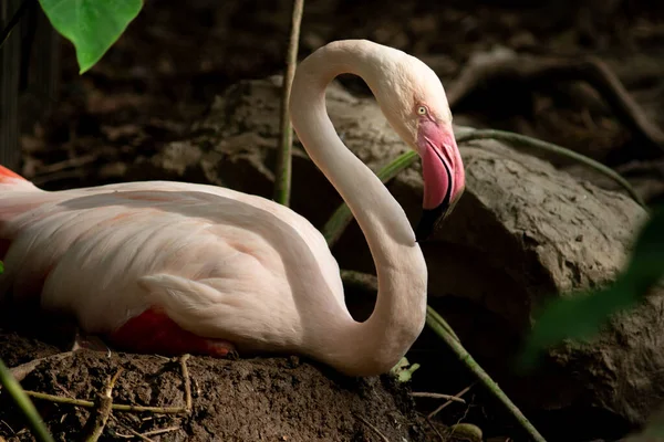 Flamant rose — Photo