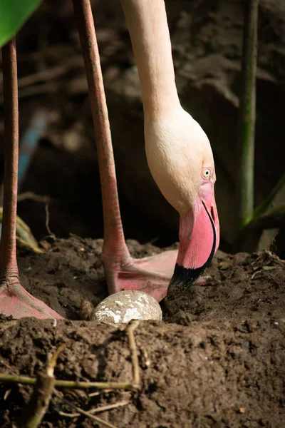 Flamingo — Stockfoto