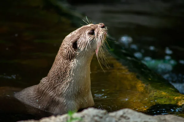 Otter. —  Fotos de Stock