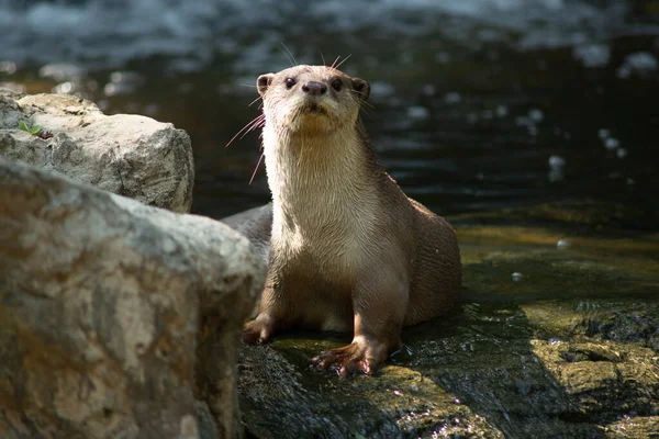 Otter. —  Fotos de Stock