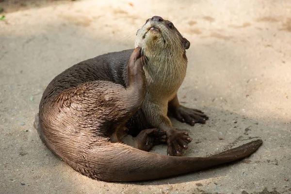 Otter — Stock Photo, Image