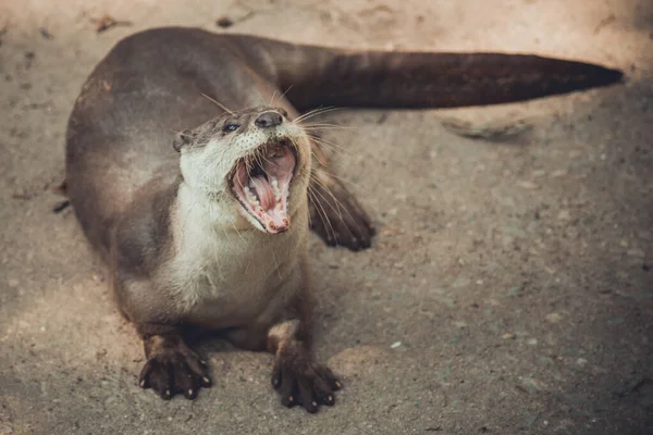 Lontra — Fotografia de Stock