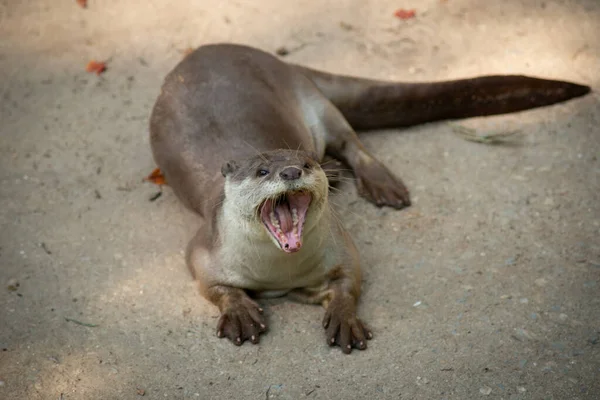 Lontra — Fotografia de Stock