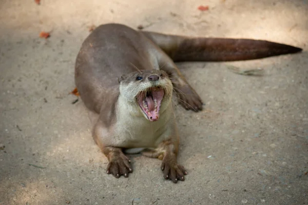 Lontra — Fotografia de Stock