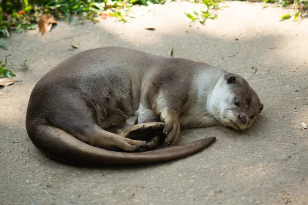 Långstjärtad — Stockfoto