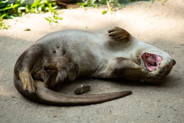 Lontra — Fotografia de Stock