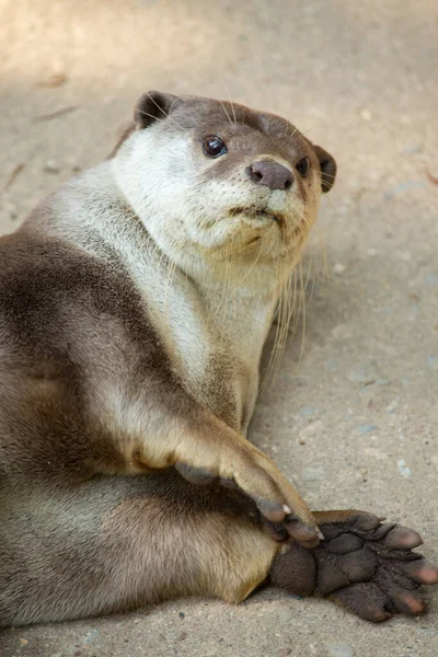 Otter — Stockfoto