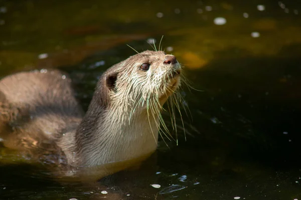 Lontra — Foto Stock