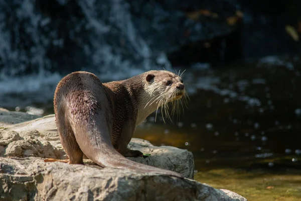 Otter — Stockfoto