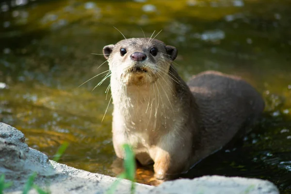 Otter — Stock Photo, Image