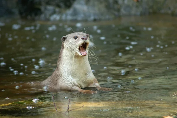 Lontra — Foto Stock