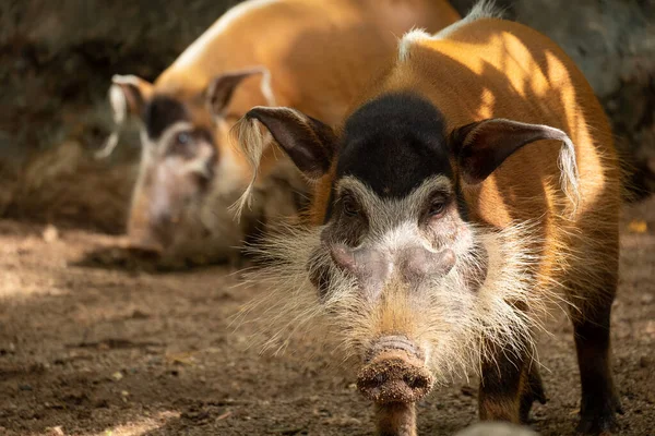 Red river hog — Stock Photo, Image