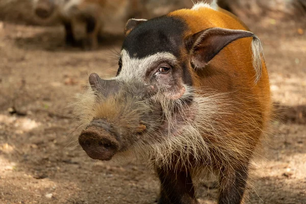 Red river hog — Stock Photo, Image