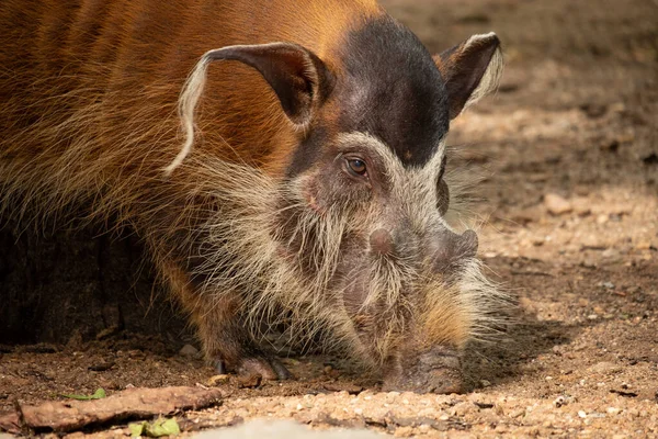 Red river hog — Stock Photo, Image