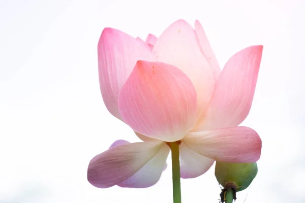 Lotus is a flower that symbolizes happiness and peace of Buddhis — Stock Photo, Image