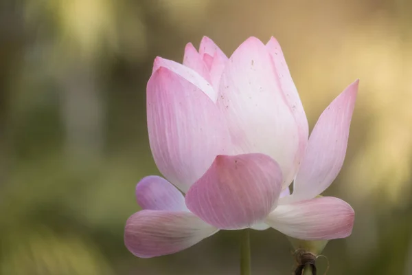 Lotus is a flower that symbolizes happiness and peace of Buddhis — Stock Photo, Image