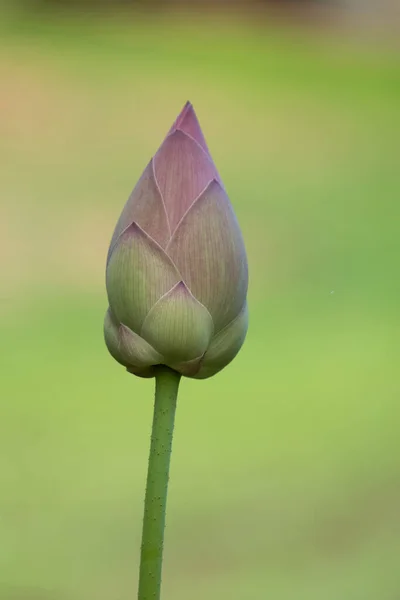 Lotus is a flower that symbolizes happiness and peace of Buddhis — Stock Photo, Image