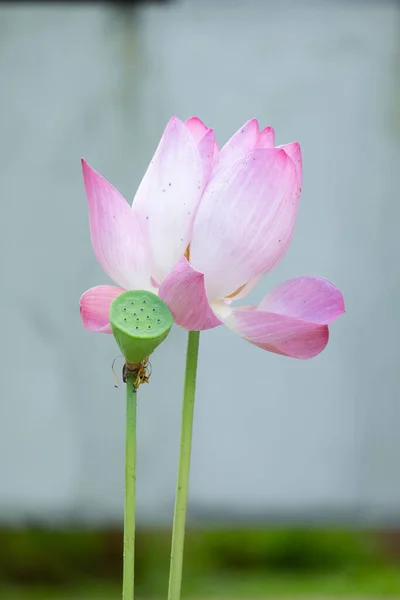 Lotus is a flower that symbolizes happiness and peace of Buddhis — Stock Photo, Image