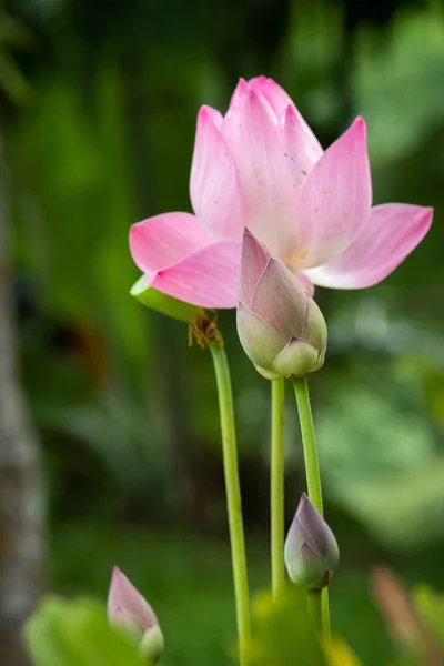 Lótus é uma flor que simboliza a felicidade e a paz dos Budas — Fotografia de Stock