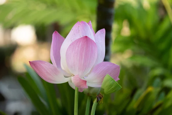 Lotus is a flower that symbolizes happiness and peace of Buddhis — Stock Photo, Image