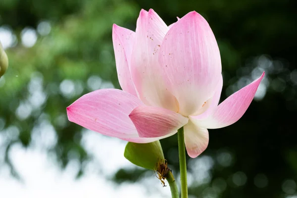 Lotus is een bloem die symbool staat voor geluk en vrede van Buddhis — Stockfoto
