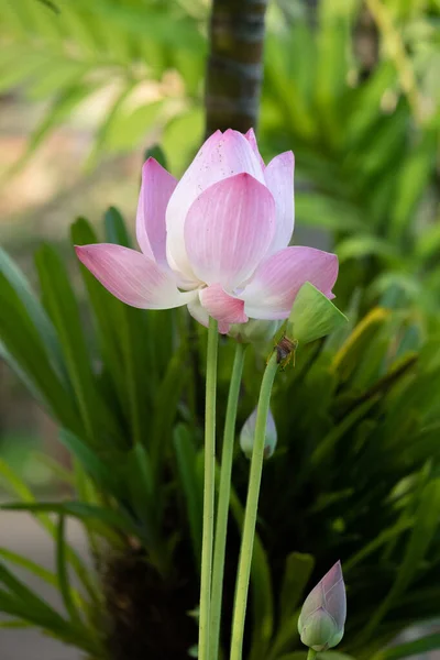 Lotus is a flower that symbolizes happiness and peace of Buddhis — Stock Photo, Image