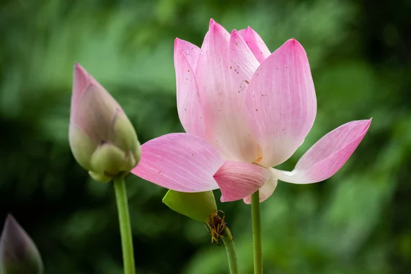 Lotus is a flower that symbolizes happiness and peace of Buddhis — Stock Photo, Image