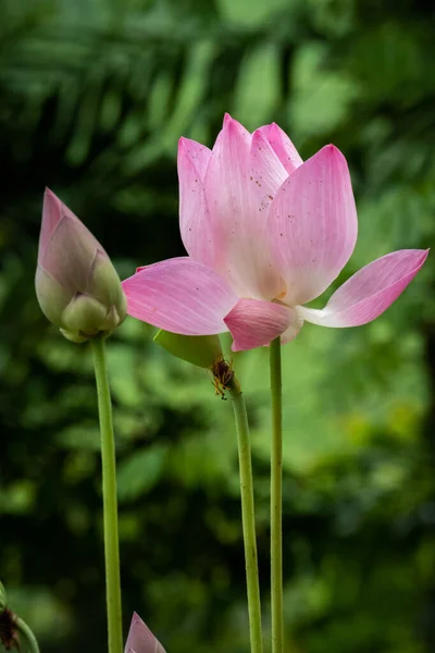 Lotus is een bloem die symbool staat voor geluk en vrede van Buddhis — Stockfoto