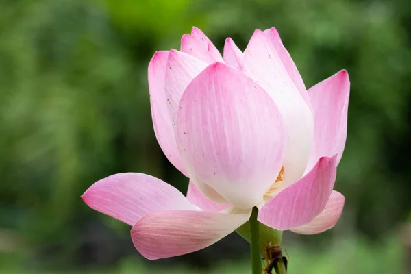 Lotus is a flower that symbolizes happiness and peace of Buddhis — Stock Photo, Image