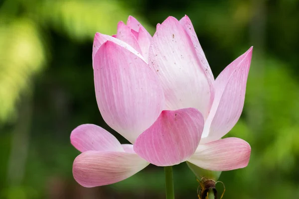 Lotus is een bloem die symbool staat voor geluk en vrede van Buddhis — Stockfoto