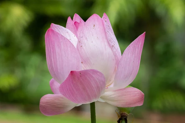 Lotus is a flower that symbolizes happiness and peace of Buddhis — Stock Photo, Image