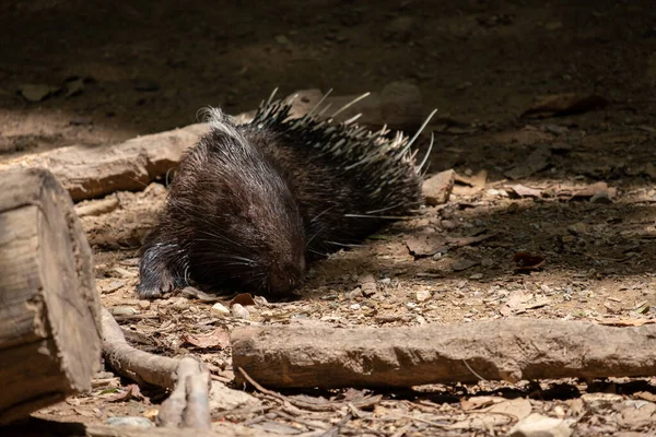 Malaiisches Stachelschwein — Stockfoto