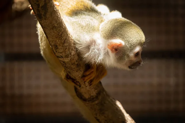 Squirrel Monkey — ストック写真