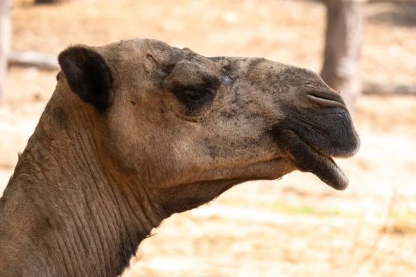 Camelo árabe — Fotografia de Stock