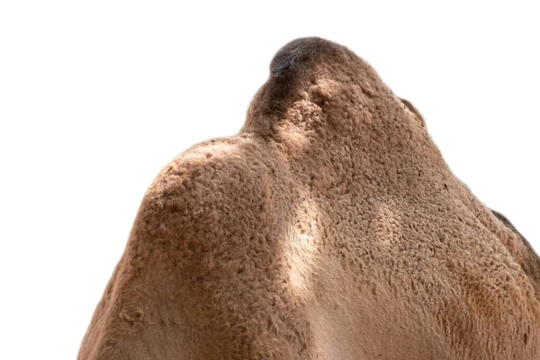Camello árabe — Foto de Stock