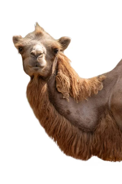 Бактрийский верблюд — стоковое фото
