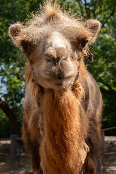 Bactrian camel — Stock Photo, Image