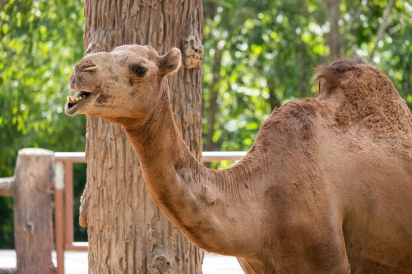 Wielbłąd arabski — Zdjęcie stockowe