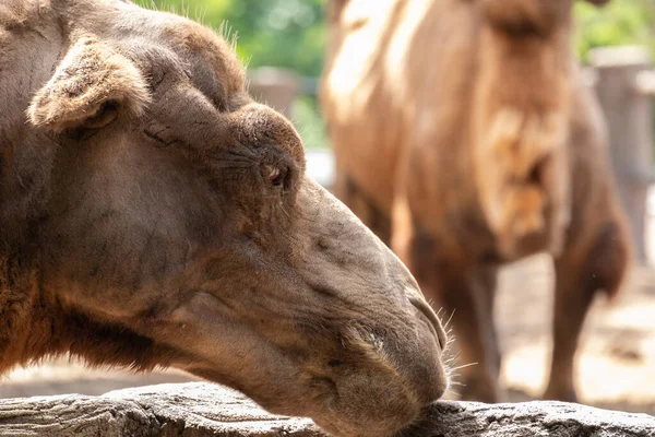 Bactrian camel — Stock Photo, Image