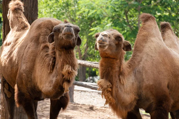 Baktrisk kamel – stockfoto