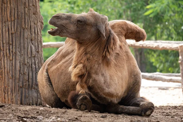 Camelo Bactrain — Fotografia de Stock