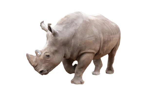 Белый носорог Стоковое Изображение