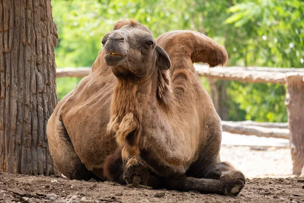 Bactrain camel — Stock Photo, Image