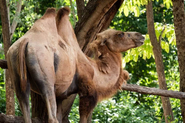 Bactrain camel — стоковое фото