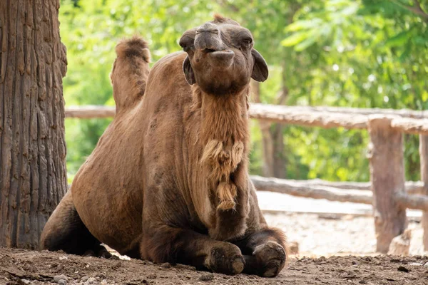 Wielbłąd grzbietowy — Zdjęcie stockowe