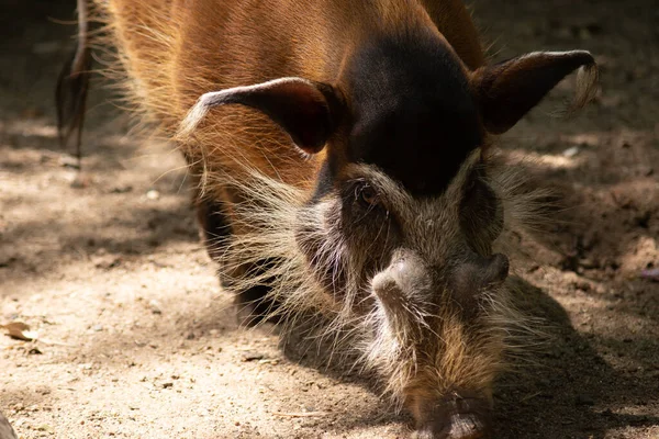 Red river hog — Stock Photo, Image