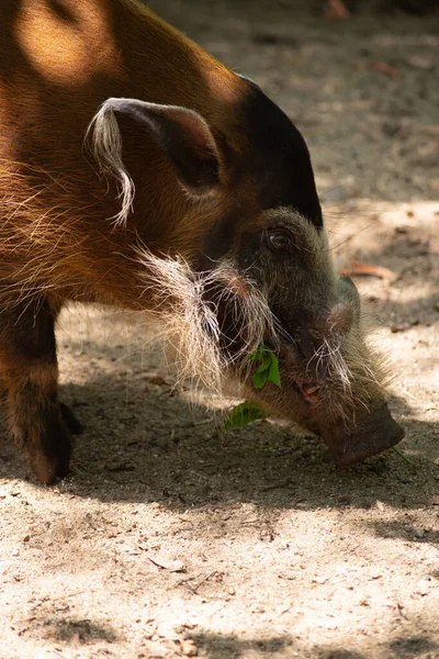 Red river hog — Stock Photo, Image