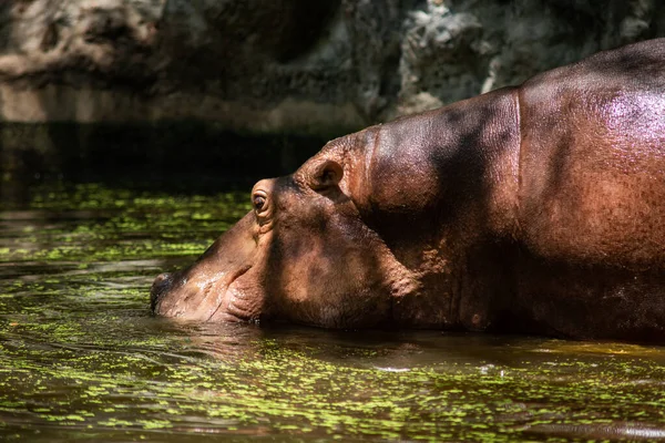 Nilpferd — Stockfoto