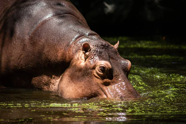 Nilpferd — Stockfoto