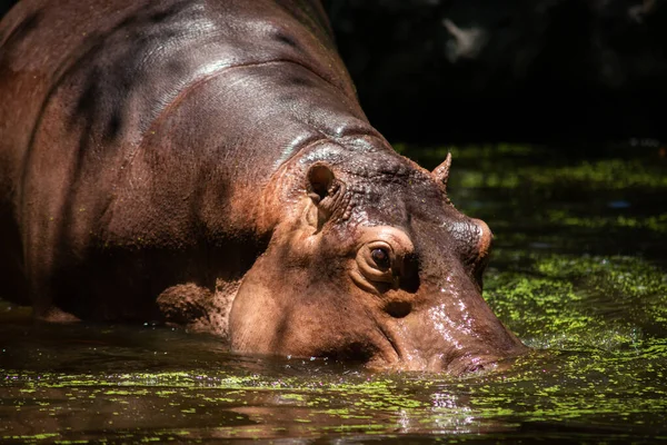 Hippopotamus — Stock Photo, Image